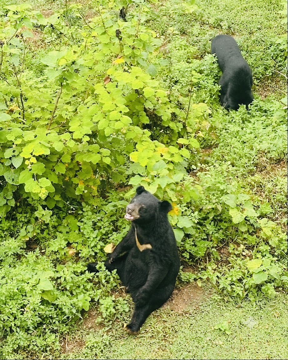 Moon bear relaxing amidst lush greenery at the sanctuary